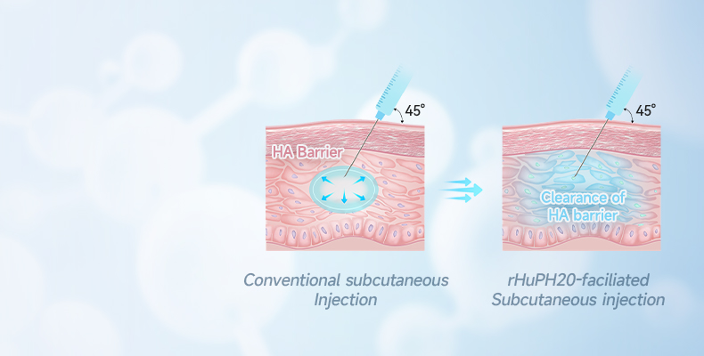 Recombinant Human Hyaluronidase